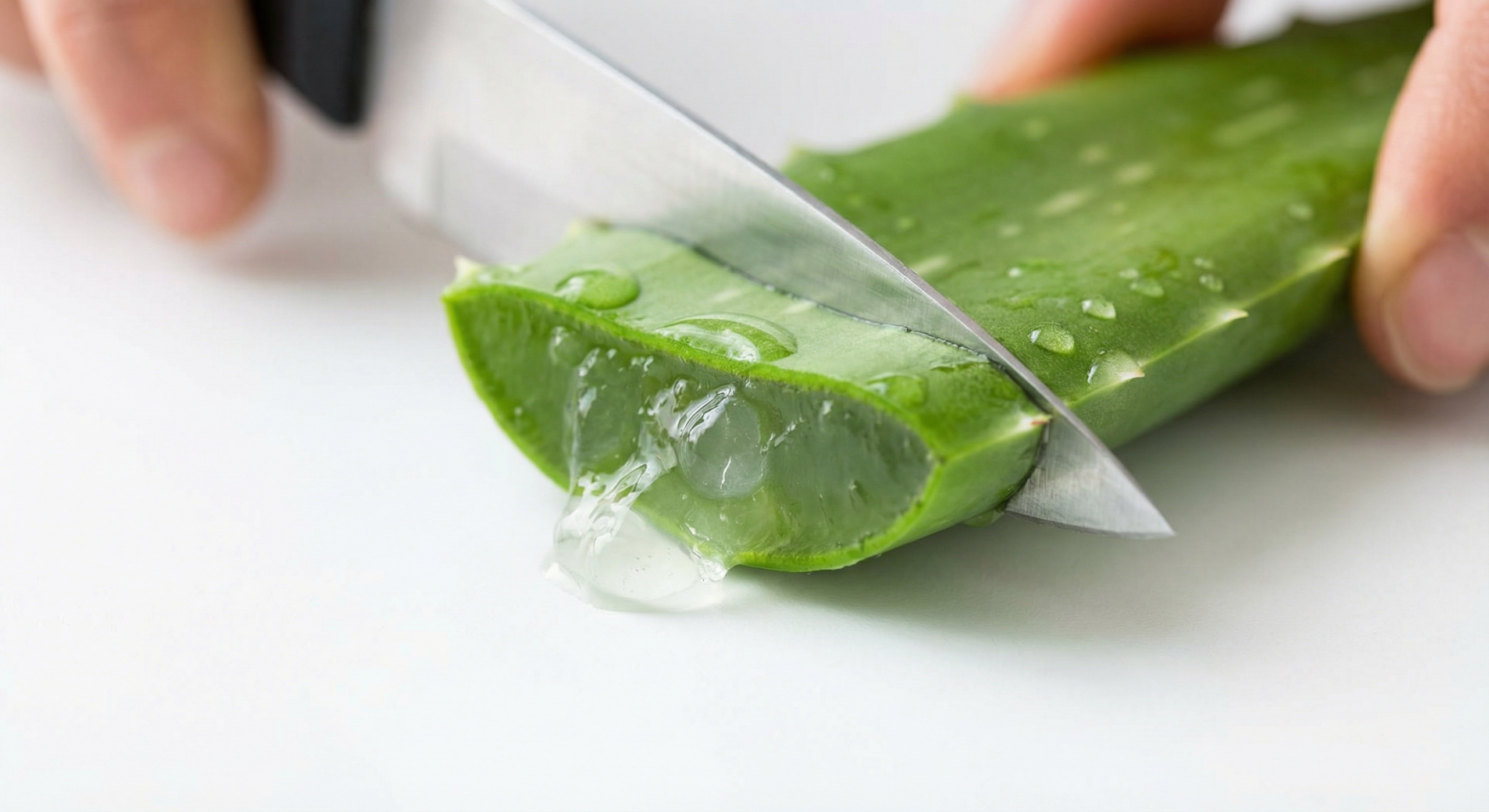Aloe vera účinky: prečo je kanárske aloe vera najlepšie na svete 2 Čerstvý list aloe vera s priesvitným gélom v detailnom zábere