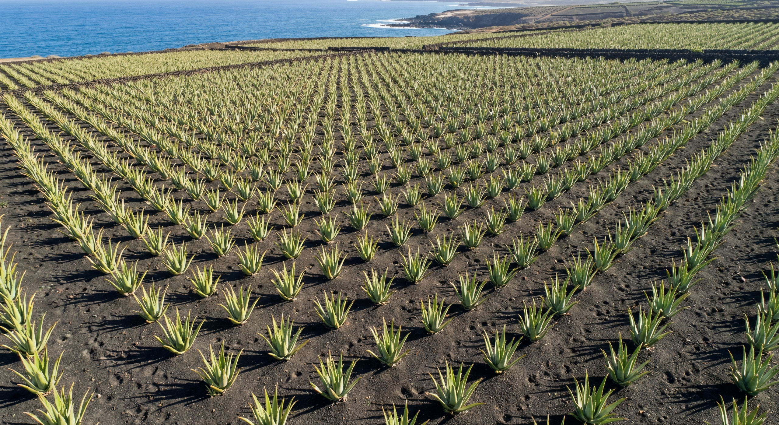 Aloe vera účinky: prečo je kanárske aloe vera najlepšie na svete 4 Plantáž aloe vera na Lanzarote vo vulkanickej pôde Kanárskych ostrovov